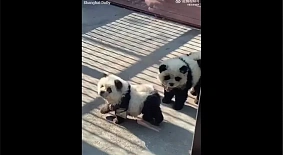 В китайском зоопарке собак превратили в панд