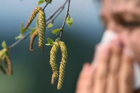 Минздрав зарегистрировал первую в мире вакцину от аллергии на пыльцу берёзы