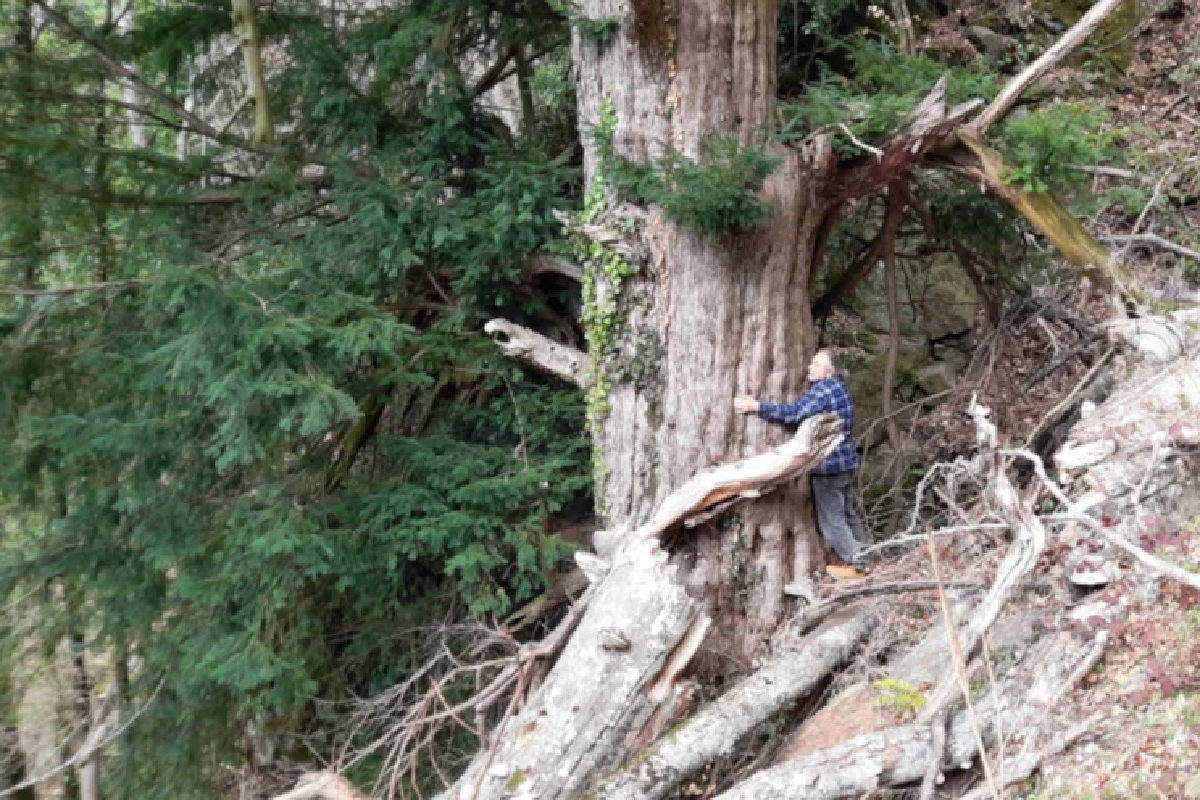 В Греции обнаружен тис высотой 23 метра, переживший Византию и Османскую империю