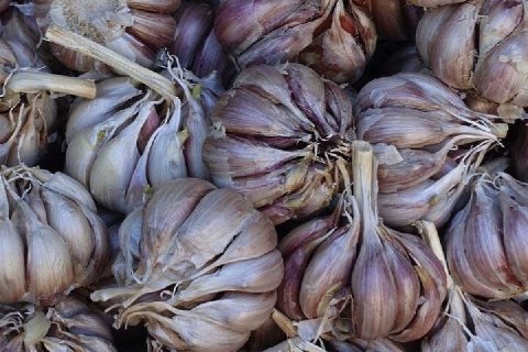 Когда сажать озимый чеснок и что важно сделать перед посадкой