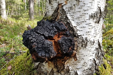 В чём польза и вред берёзовой чаги