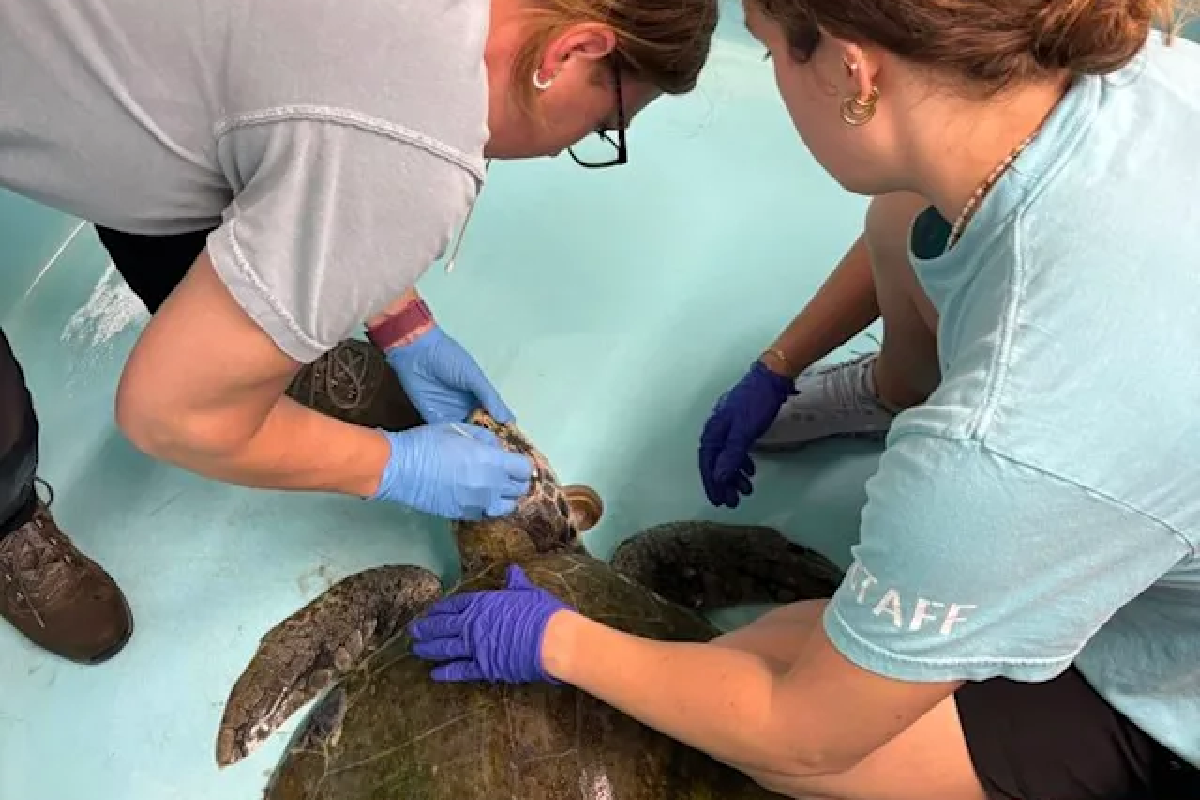 в сша спасли редкую черепаху, покрытую «зелёным мехом» из водорослей