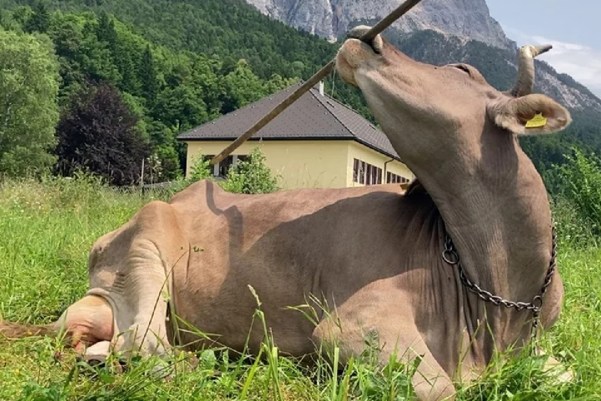 В Австрии обнаружили, возможно, самую умную в мире корову