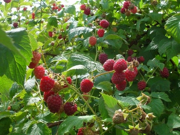 Малина за такой «клад» возле куста отблагодарит огромным урожаем