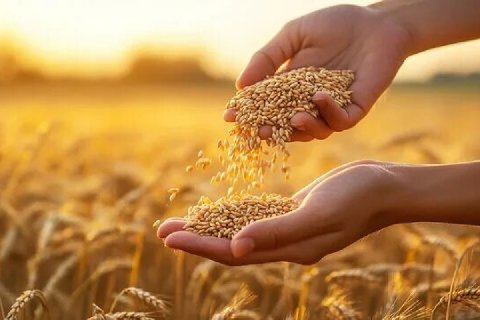 Цены на зерно на юге России рухнули вдвое 