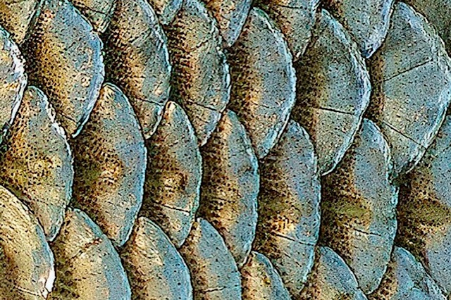 Рыбья чешуя может помочь там, где не хватает донорской роговицы