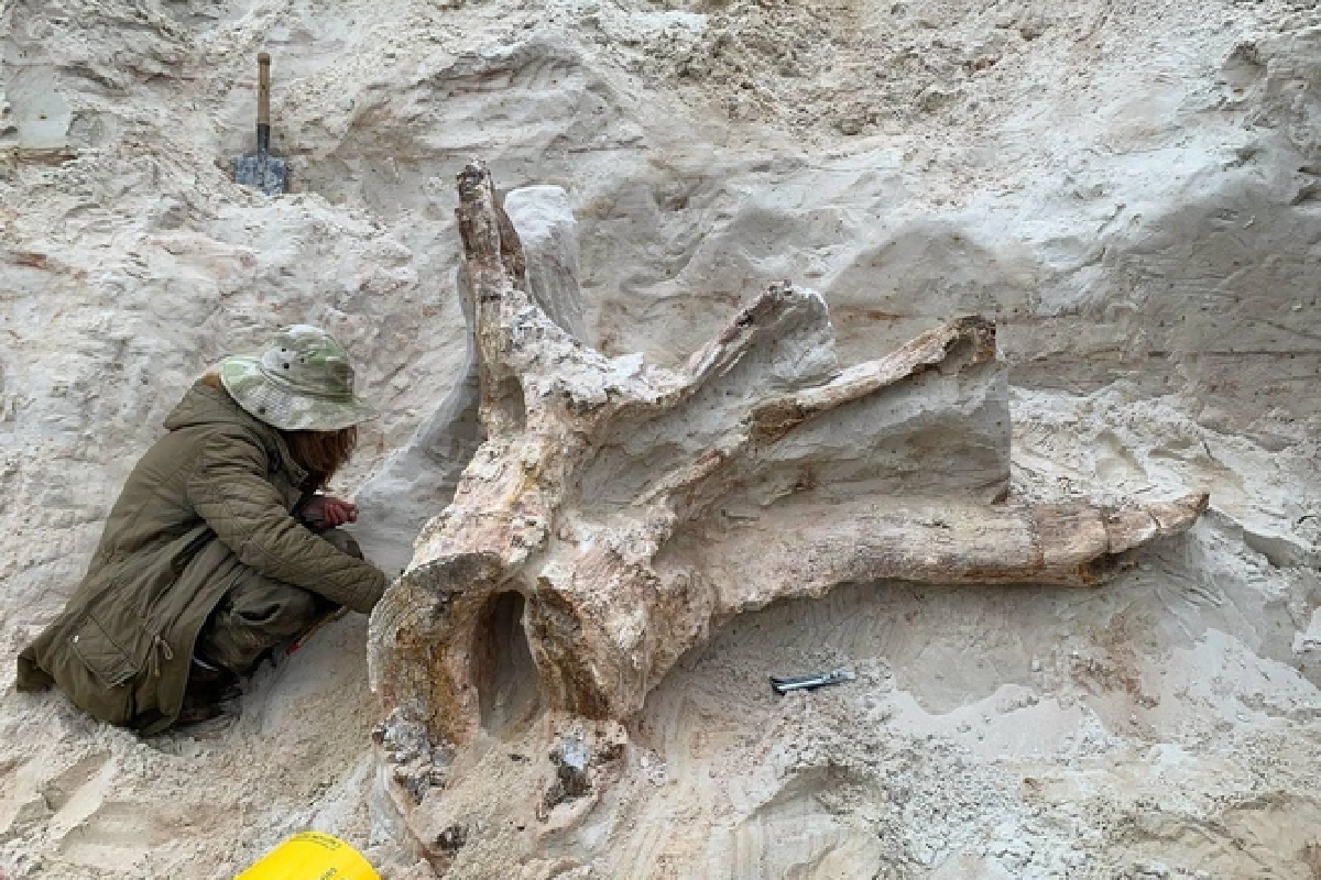 Древнейший пень из Ленобласти оказался... грибом