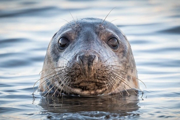 На побережье Каспия обнаружено более 480 мёртвых тюленей