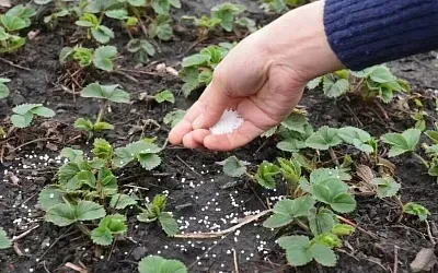 Как подкормить клубнику на два-три года вперёд