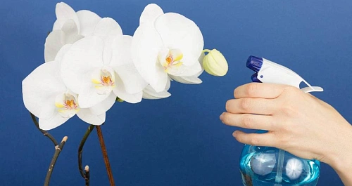 Это копеечное средство «поставит на ноги» ваши орхидеи