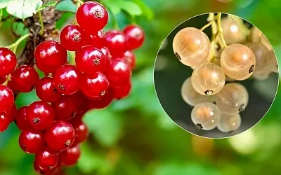 Как ухаживать за смородиной весной и осенью, чтобы получить богатый урожай