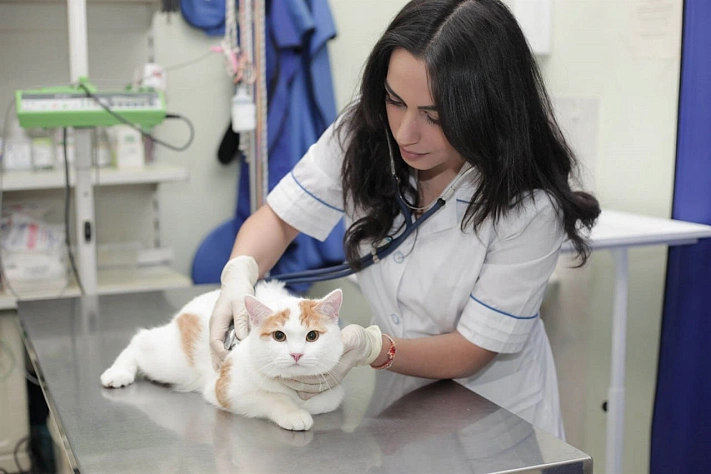 Эксперт пожаловался на «очень большой» дефицит ветеринарных препаратов в России