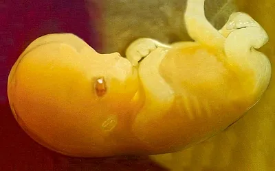 Метаболизм задаёт темп эмбрионального развития. Что нашли биологи