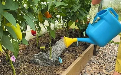 Как правильный полив перцев превращает скромный урожай в рекордный