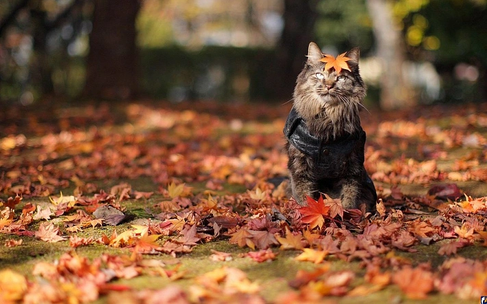 Вильфанд: в воскресенье начинаются невероятные события…