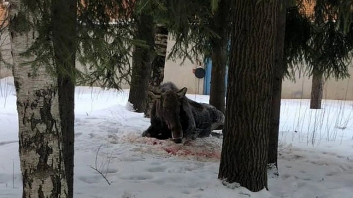  Ленобласти раненая лосиха пришла в жилой квартал