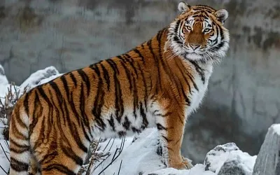 Арестован браконьер, убивший амурского тигра в Приморье