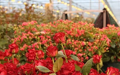 На Кубани появится крупнейший тепличный комплекс