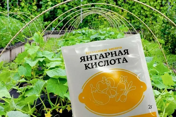Для чего на огороде используют янтарную кислоту