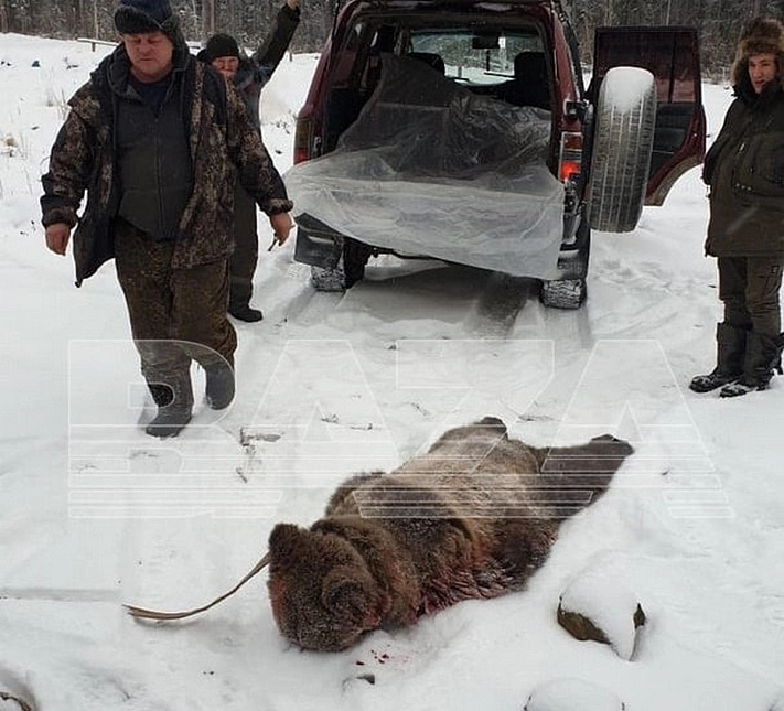 Медведь напал сразу на двоих мужчин в Якутии