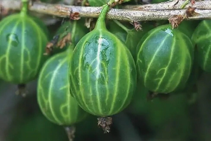 Обрезка крыжовника весной