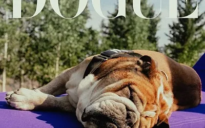 Журнал Vogue опубликовал снимки победителей конкурса собаки-модели