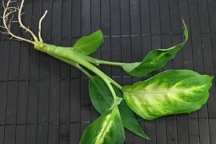 Как правильно размножать диффенбахию