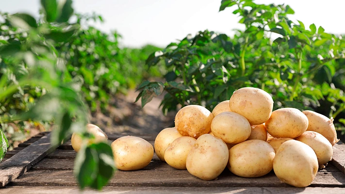 Необычное средство, которое кладут в лунку при посадке картофеля