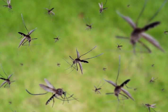 России предрекли нашествие комаров