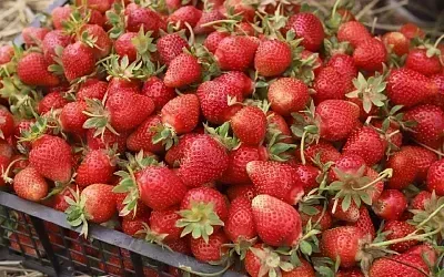 Как правильно собирать клубнику