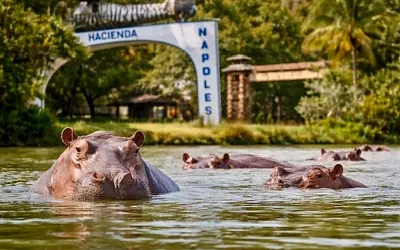 Колумбия устала жить с бегемотами Эскобара