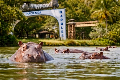 колумбия устала жить с бегемотами эскобара