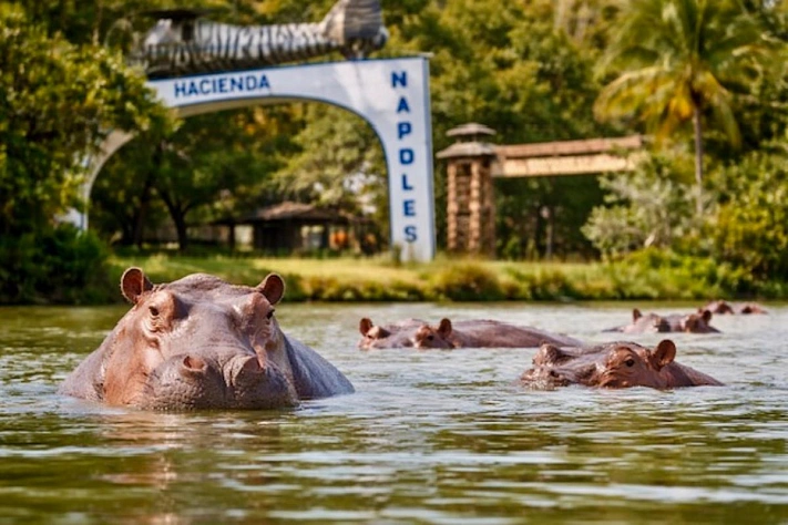 Колумбия устала жить с бегемотами Эскобара