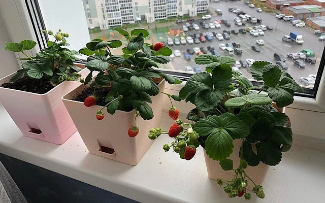 Как вырастить клубнику на подоконнике?
