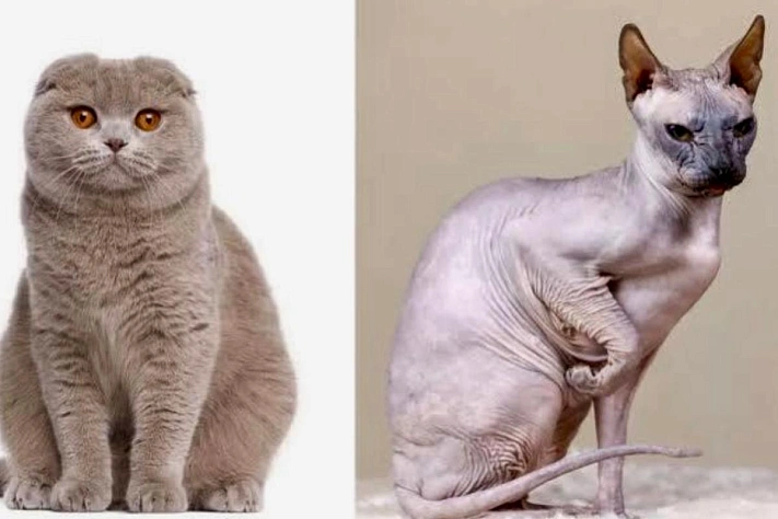 Почему в Нидерландах решили «отменить» вислоухих и лысых кошек