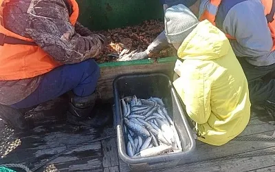 Численность байкальского омуля продолжает расти