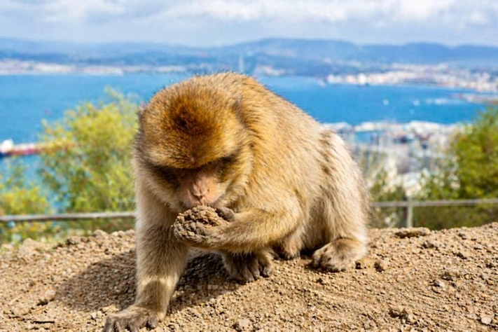 Гибралтарские макаки едят землю после встреч с туристами