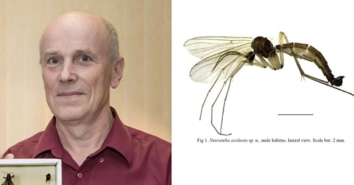 На Чукотке нашли два новых вида комаров