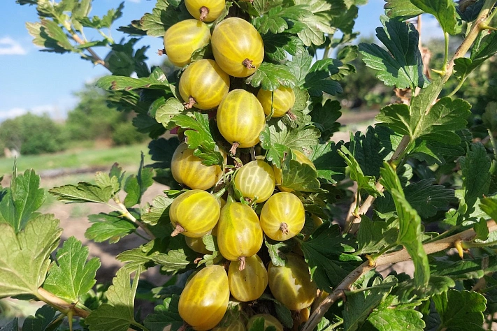 Как правильно удобрить крыжовник и получить богатейший урожай