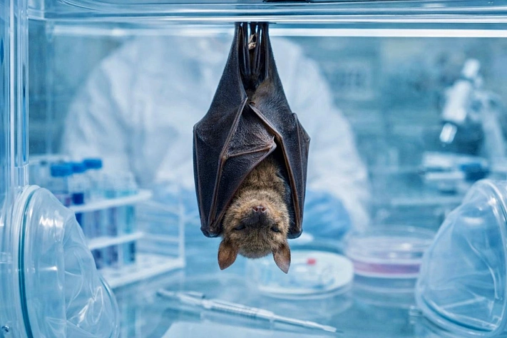 Как летучие мыши переживают вирусы и не болеют