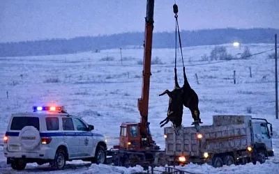 В Новосибирской области продолжается изъятие скота у фермеров