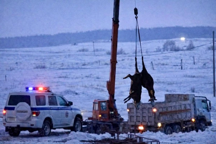 В Новосибирской области продолжается изъятие скота у фермеров