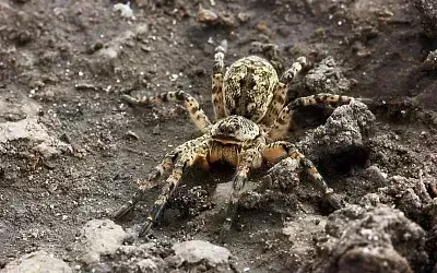 Южнорусские тарантулы массово появились в Подмосковье