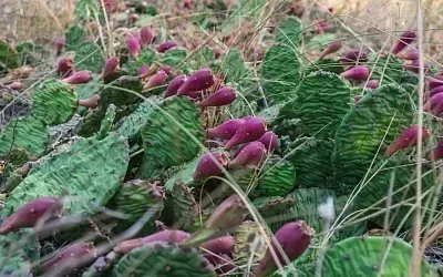 Сезон съедобных кактусов стартовал на Кубани