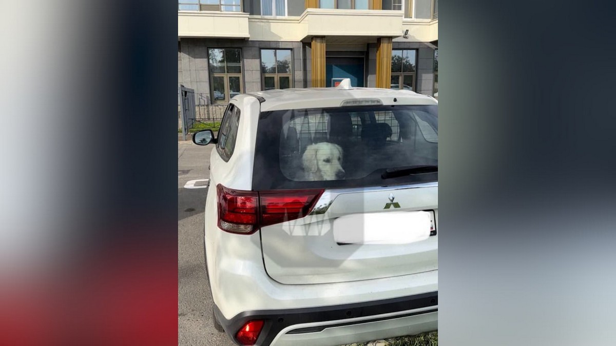 В Петербурге собака несколько лет живёт в машине