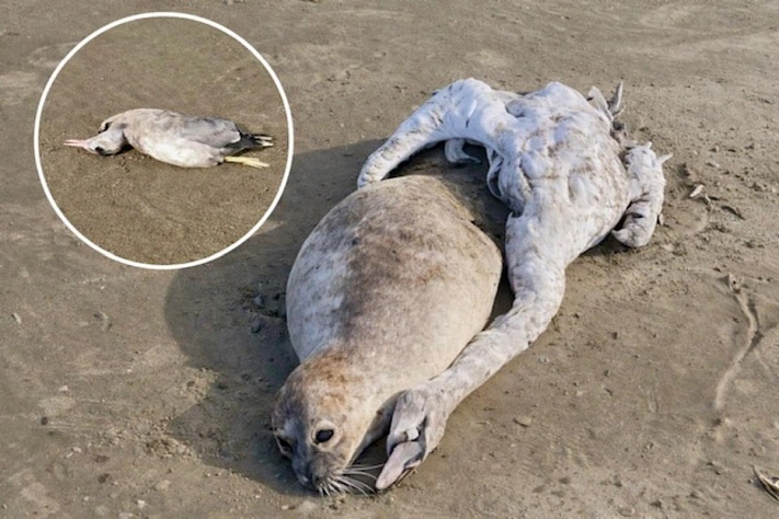 Пляжи Дагестана закрывают на фоне загрязнения Каспия