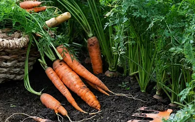 Когда и как собирать морковь для долгого хранения