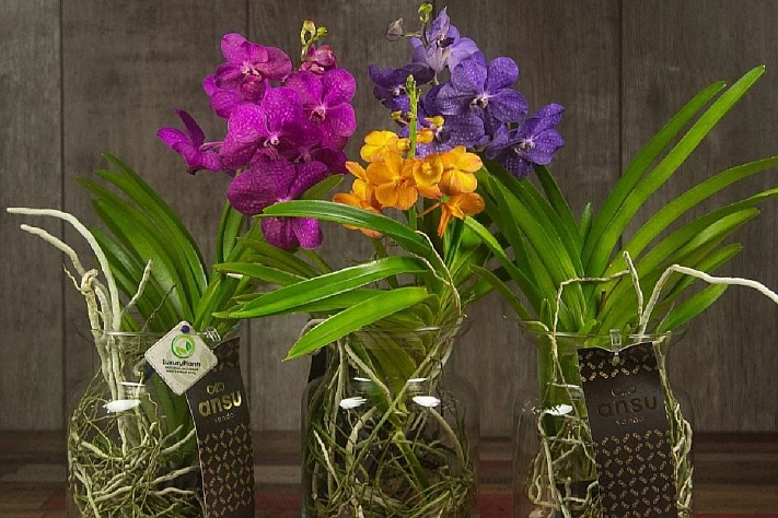 Как правильно ухаживать за орхидеей в вазе без субстрата