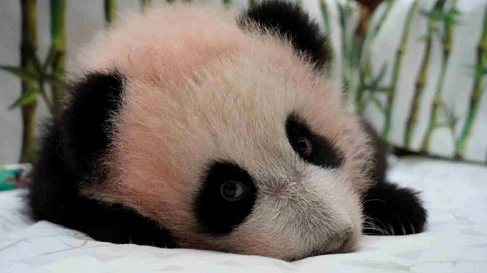 Москвичи выбрали имя для детеныша панды
