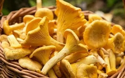 Этим летом в Подмосковье уродилось нереально много грибов
